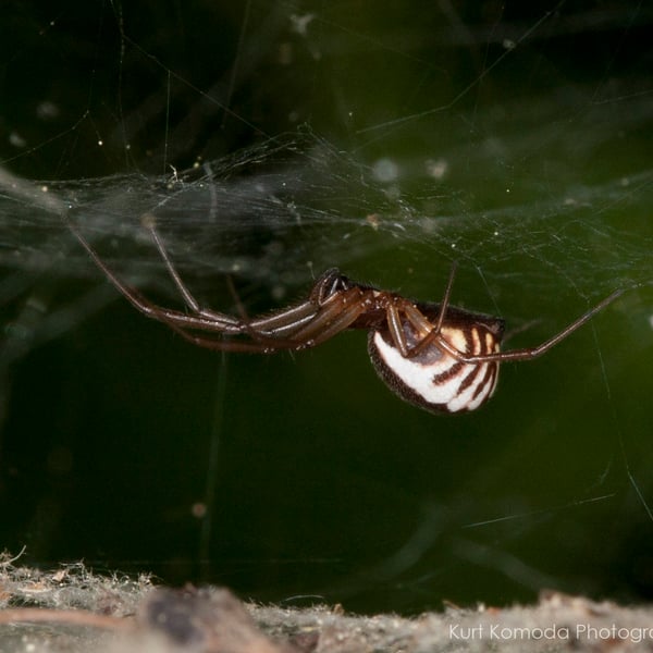 Frontinella pyramitela