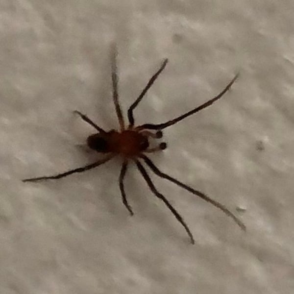 Florinda coccinea