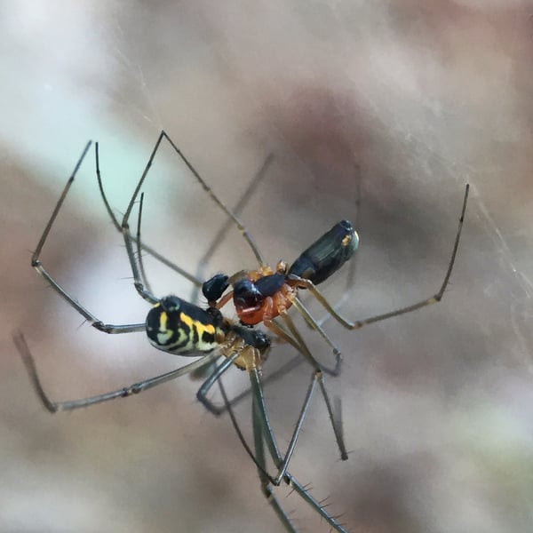 Neriene radiata