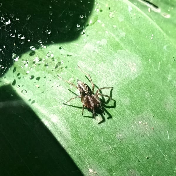 Agelena labyrinthica