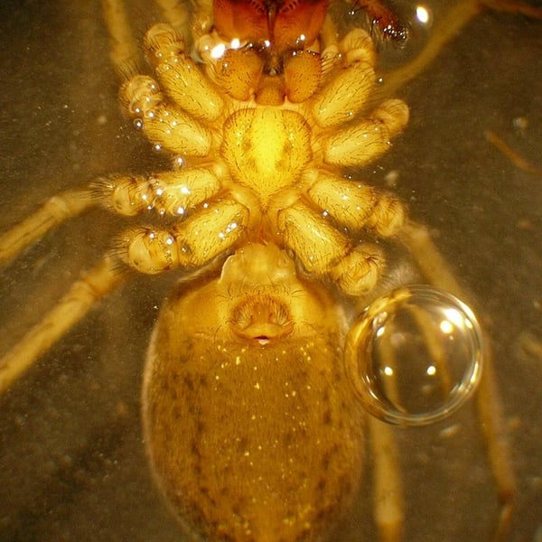 Eratigena agrestis