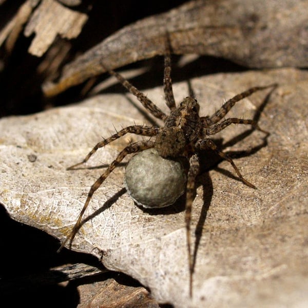 Pardosa