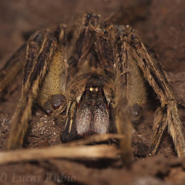 Phoneutria boliviensis