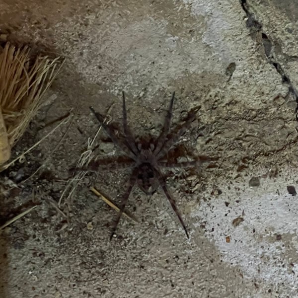 Pisauridae
