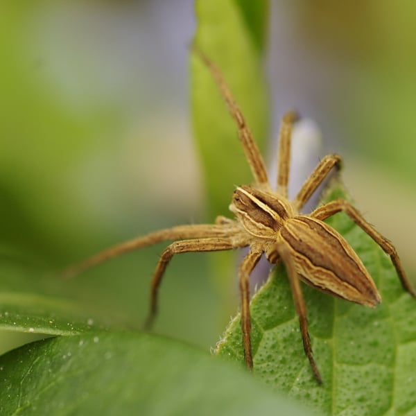 Pisaura mirabilis