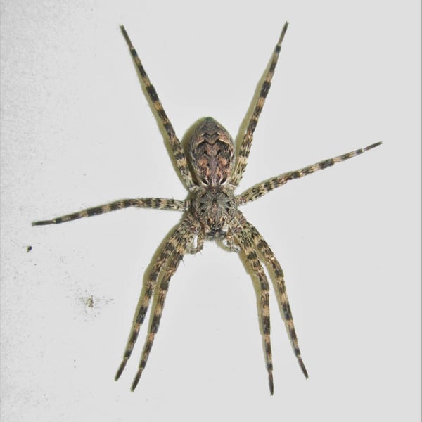 Dolomedes tenebrosus