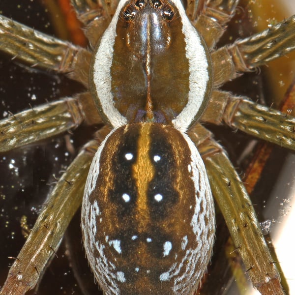 Dolomedes triton