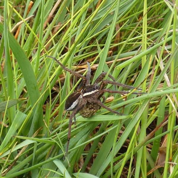 Dolomedes fimbriatus