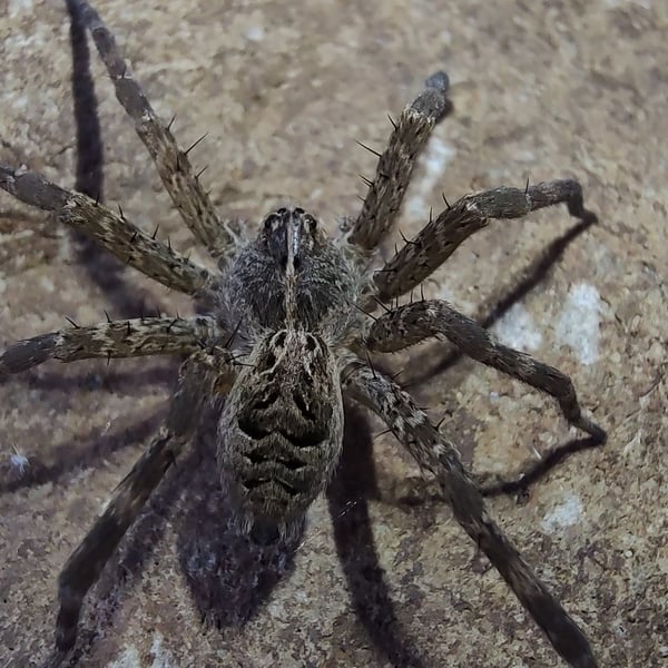Dolomedes scriptus