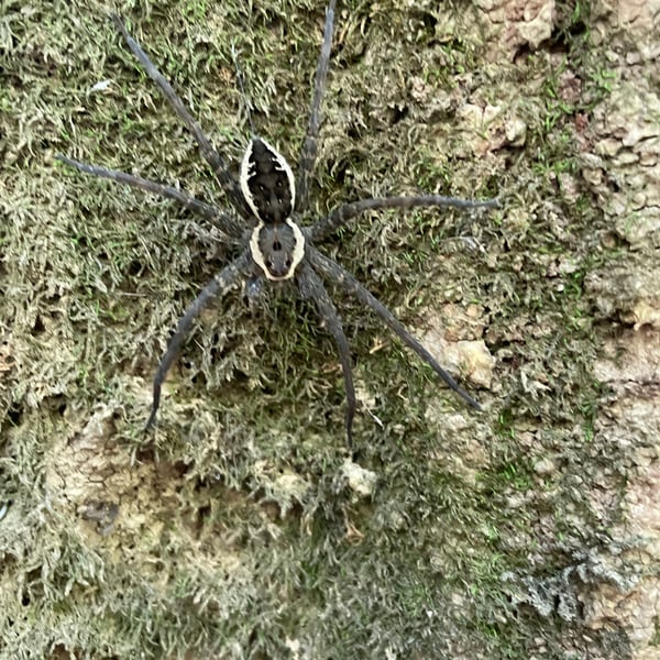 Dolomedes vittatus