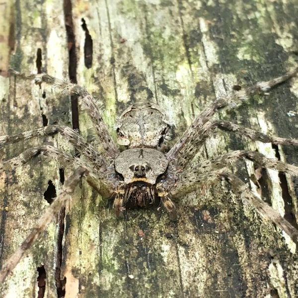 Dolomedes albineus