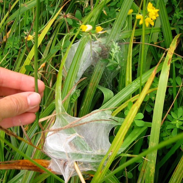 Dolomedes minor