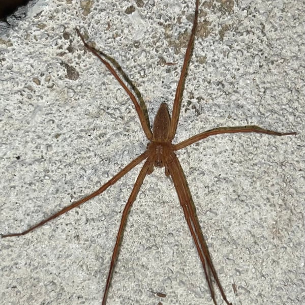 Pisaurina