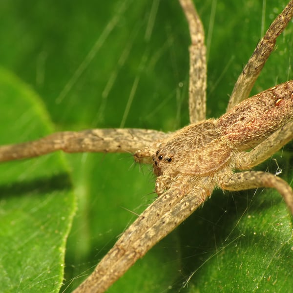 Pisaurina mira
