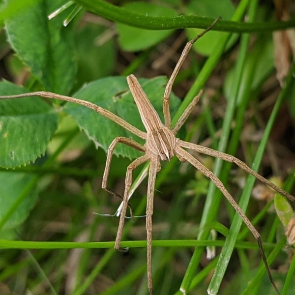 Pisaurina dubia