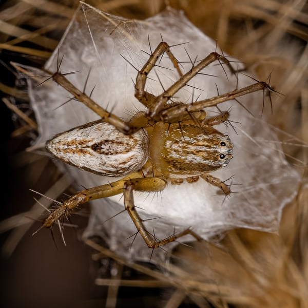 Oxyopidae