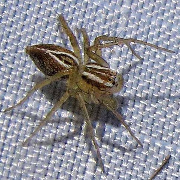 Oxyopes salticus