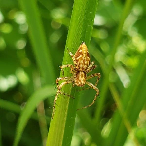 Oxyopes scalaris