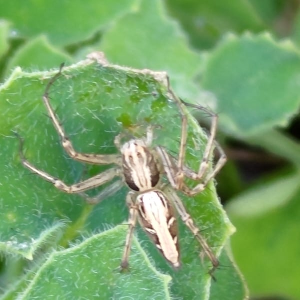 Oxyopes sertatus