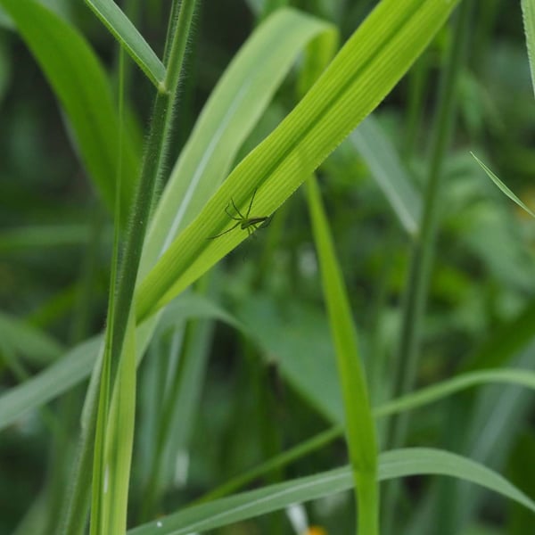 Oxyopes macilentus