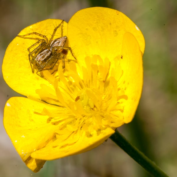 Oxyopes gracilipes