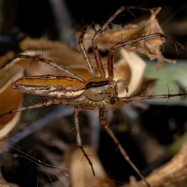Peucetia