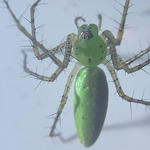 Peucetia longipalpis