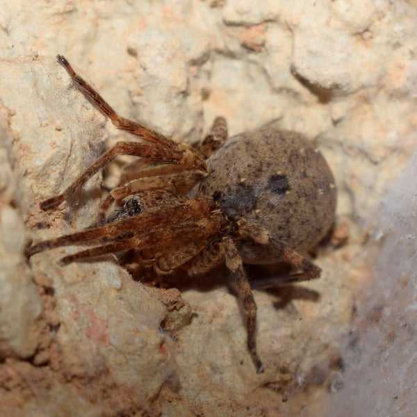 Zoropsidae