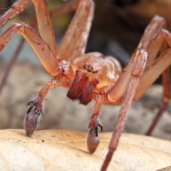 Titiotus
