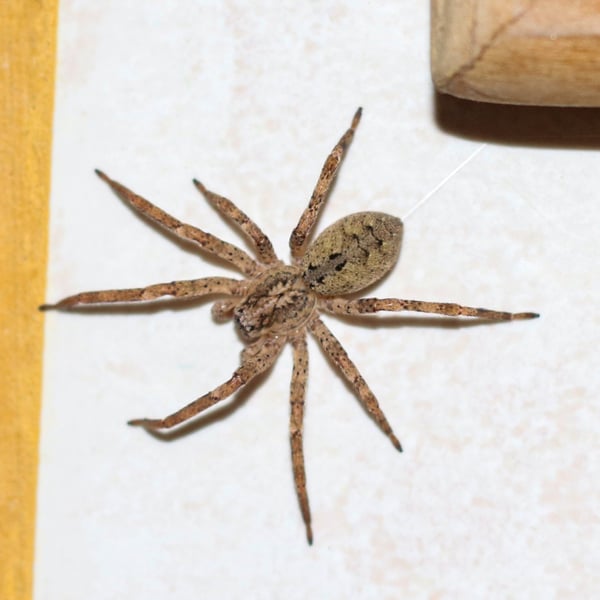 Zoropsis spinimana