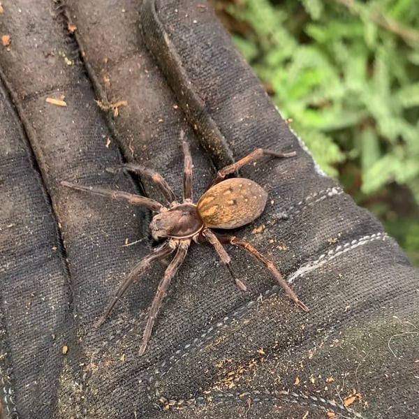 Uliodon albopunctatus