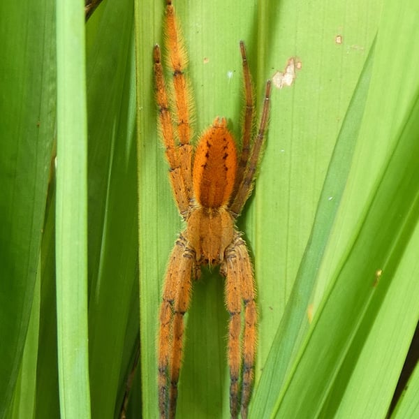 Cupiennius