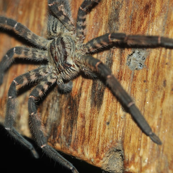 Cupiennius salei