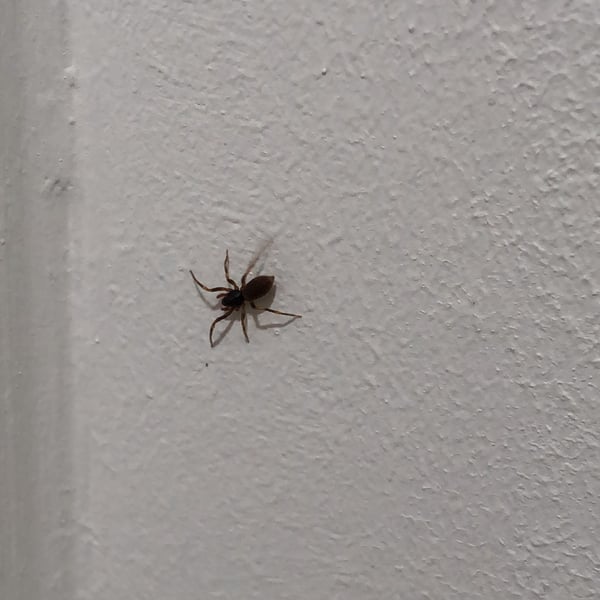 Trachelas tranquillus