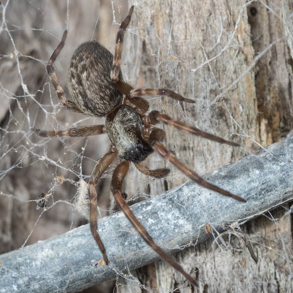 Badumna longinqua