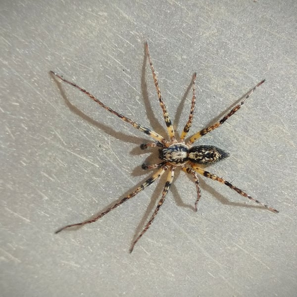 Anyphaena