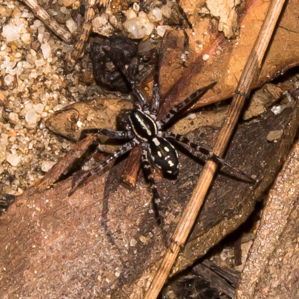 Corinnidae