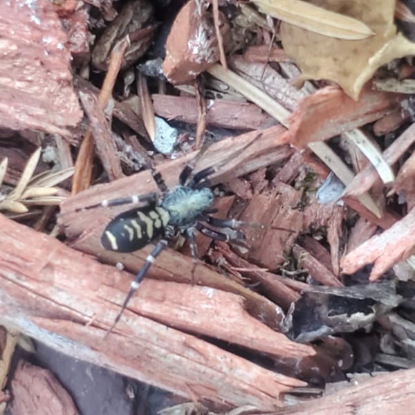 Castianeira