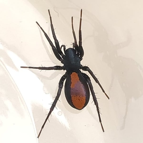 Castianeira descripta
