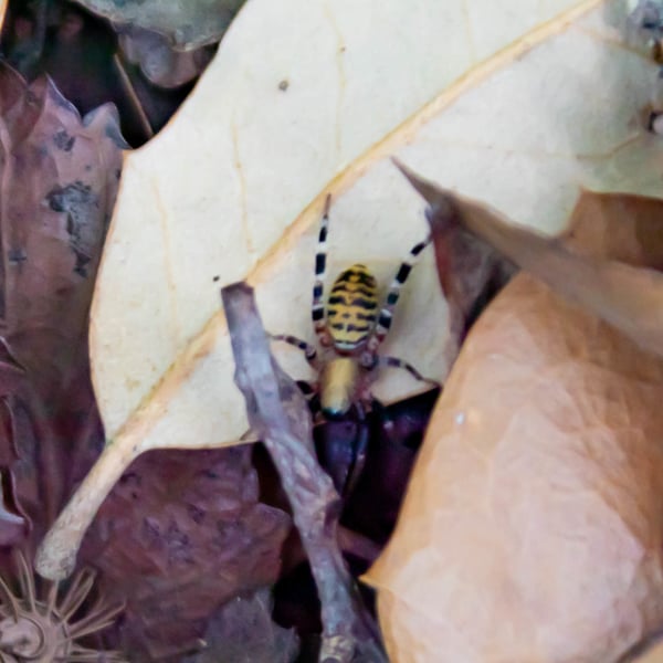 Castianeira amoena