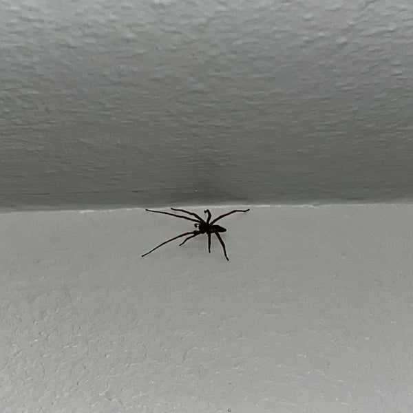 Gnaphosidae
