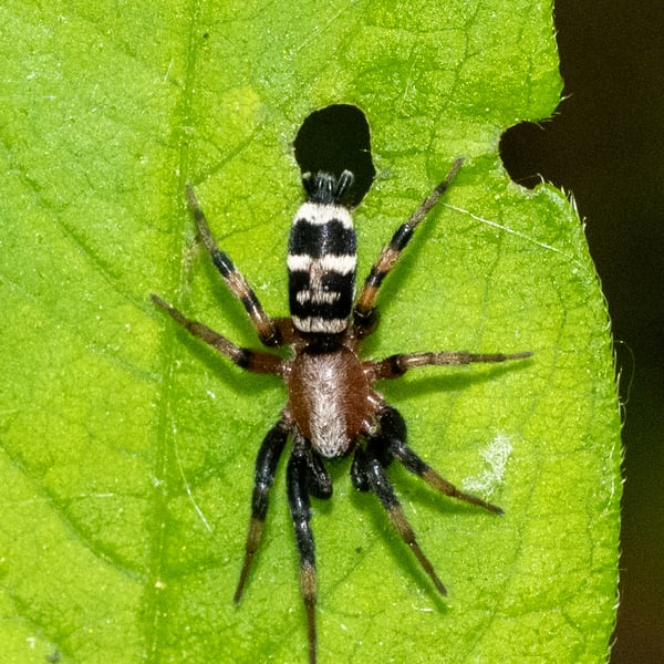Sergiolus capulatus