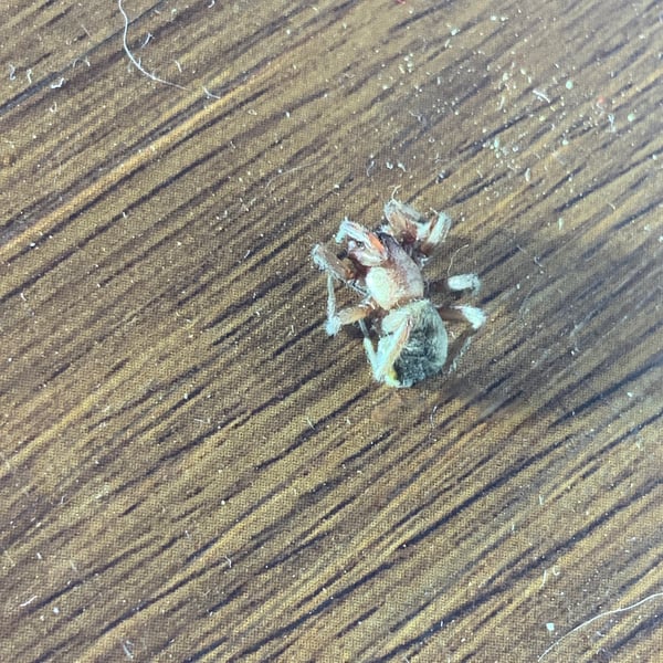 Scotophaeus blackwalli