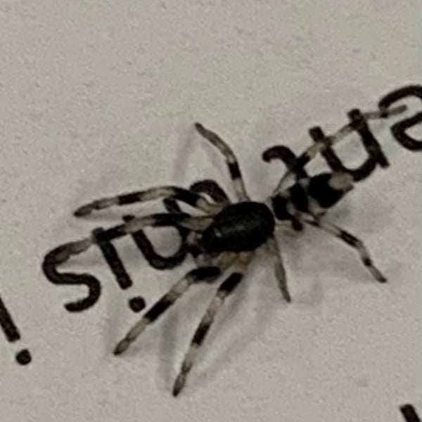 Lamponidae