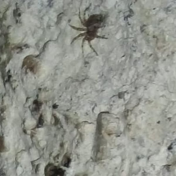 Lampona murina