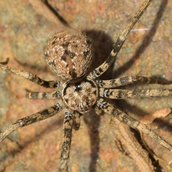 Hersiliidae