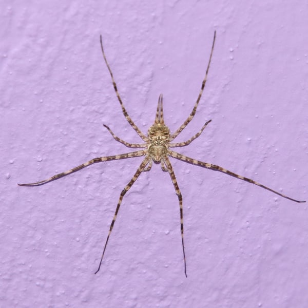 Neotama mexicana