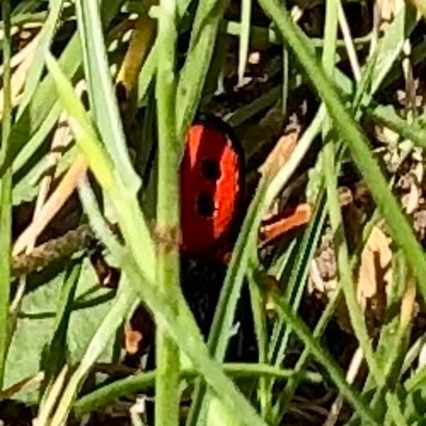 Eresus kollari