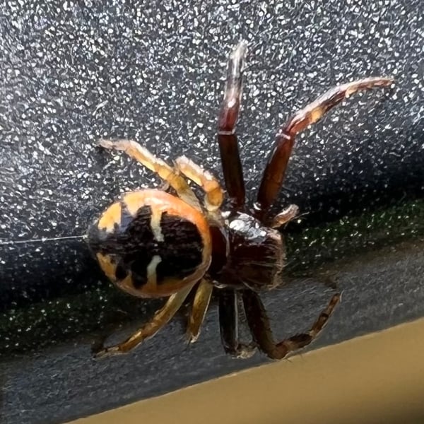 Thomisidae