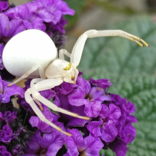 Misumena vatia